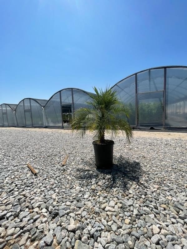 Photo for Phoenix roebelenii (Pygmy Date Palm)