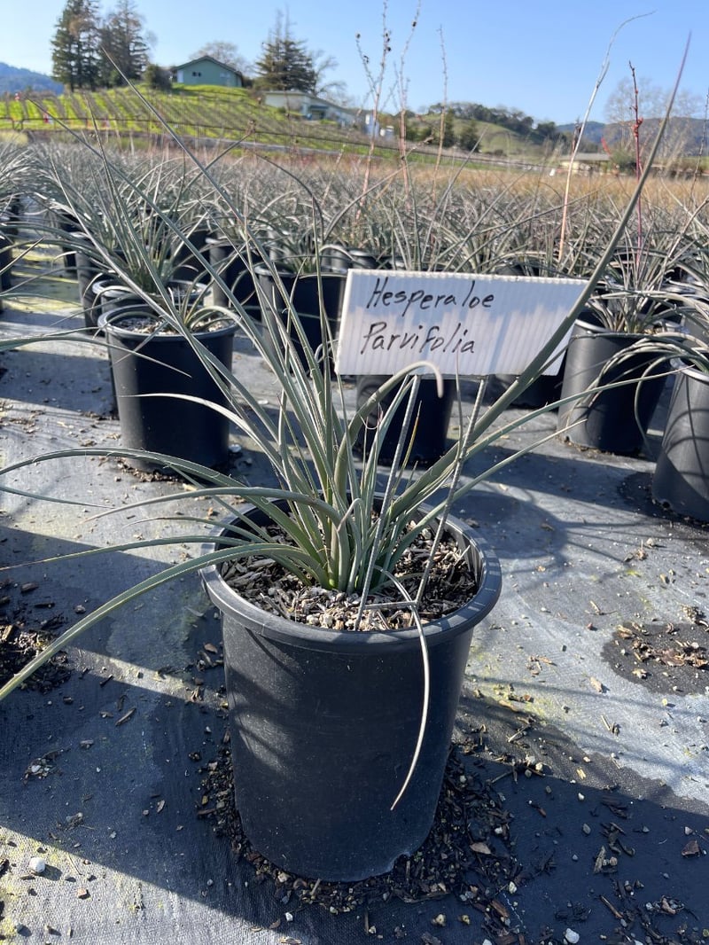 Photo for Hesperaloe parviflora (Red Yucca)