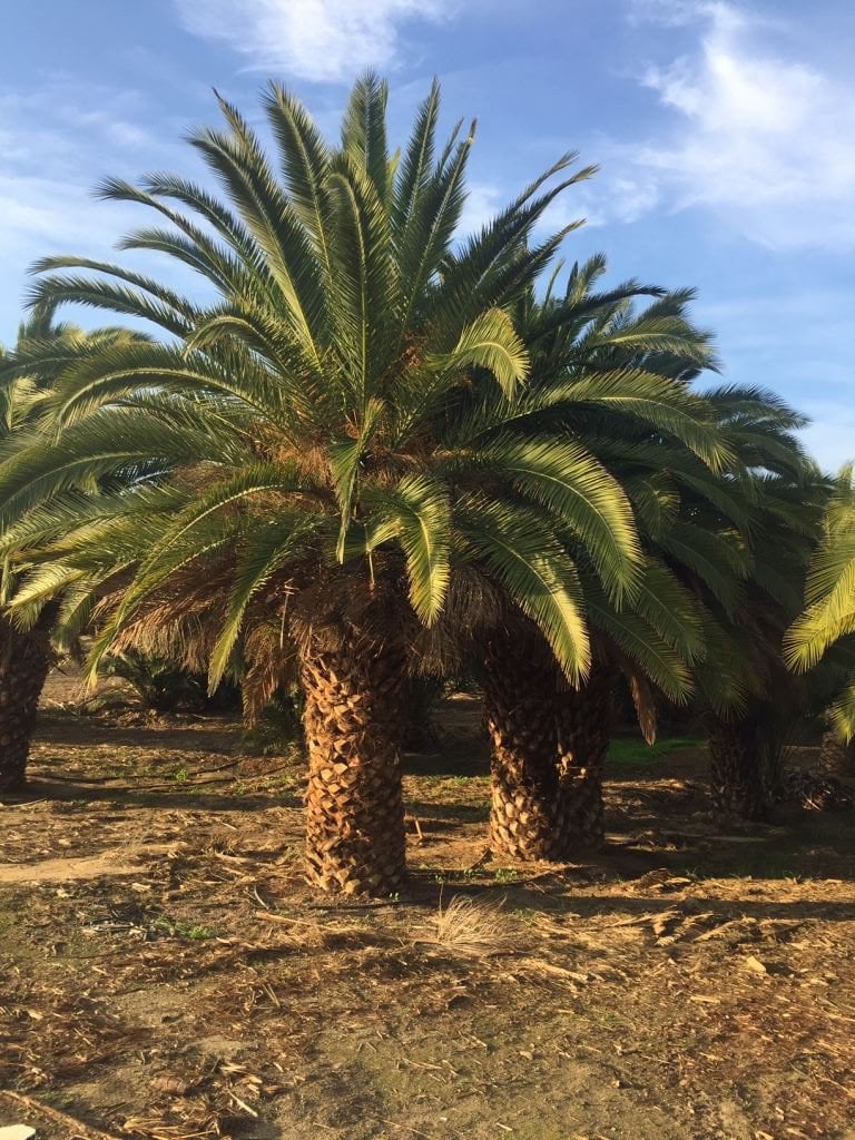 Photo for Phoenix canariensis (Canary Date Palm)