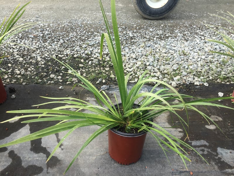 Photo for Lomandra hystrix ‘LHBYF’ Katie Belles (Katie Belles Mat Rush)