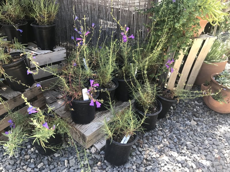 Photo for Penstemon heterophyllus 'Margarita BOP' (Margarita BOP Beardtongue)