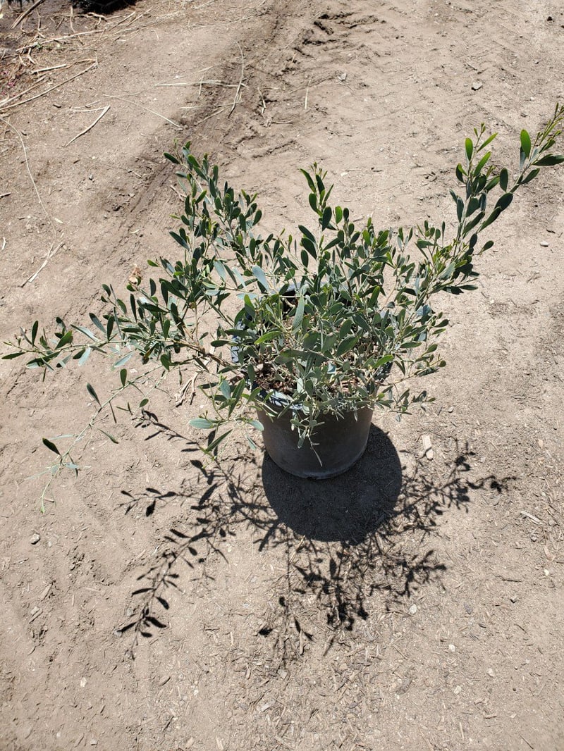 Photo for Acacia redolens 'Desert Carpet' (Desert Carpet Prostrate Acacia)