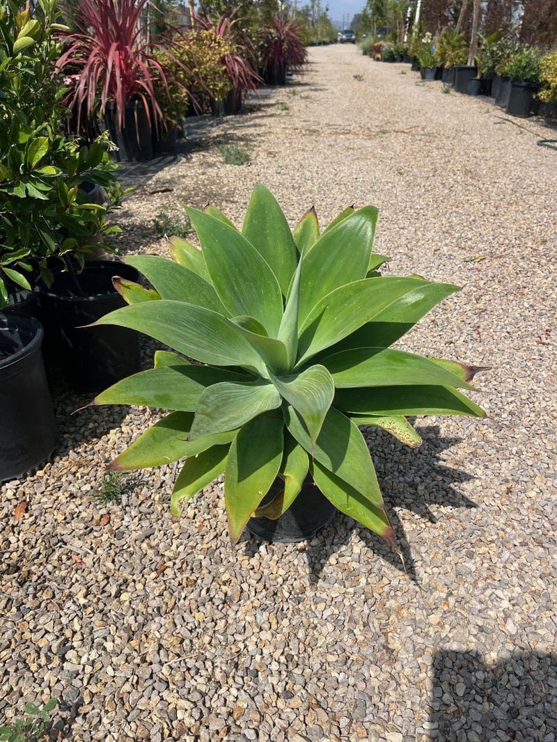 Photo for Agave attenuata (Fox Tail Agave)
