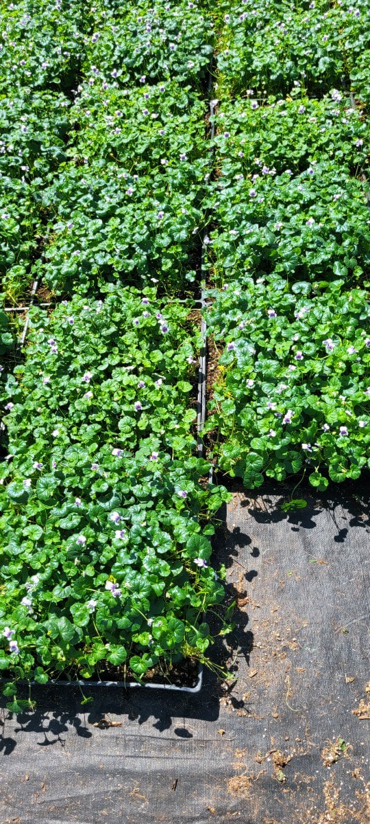 Photo for Viola hederacea (Trailing Violet)
