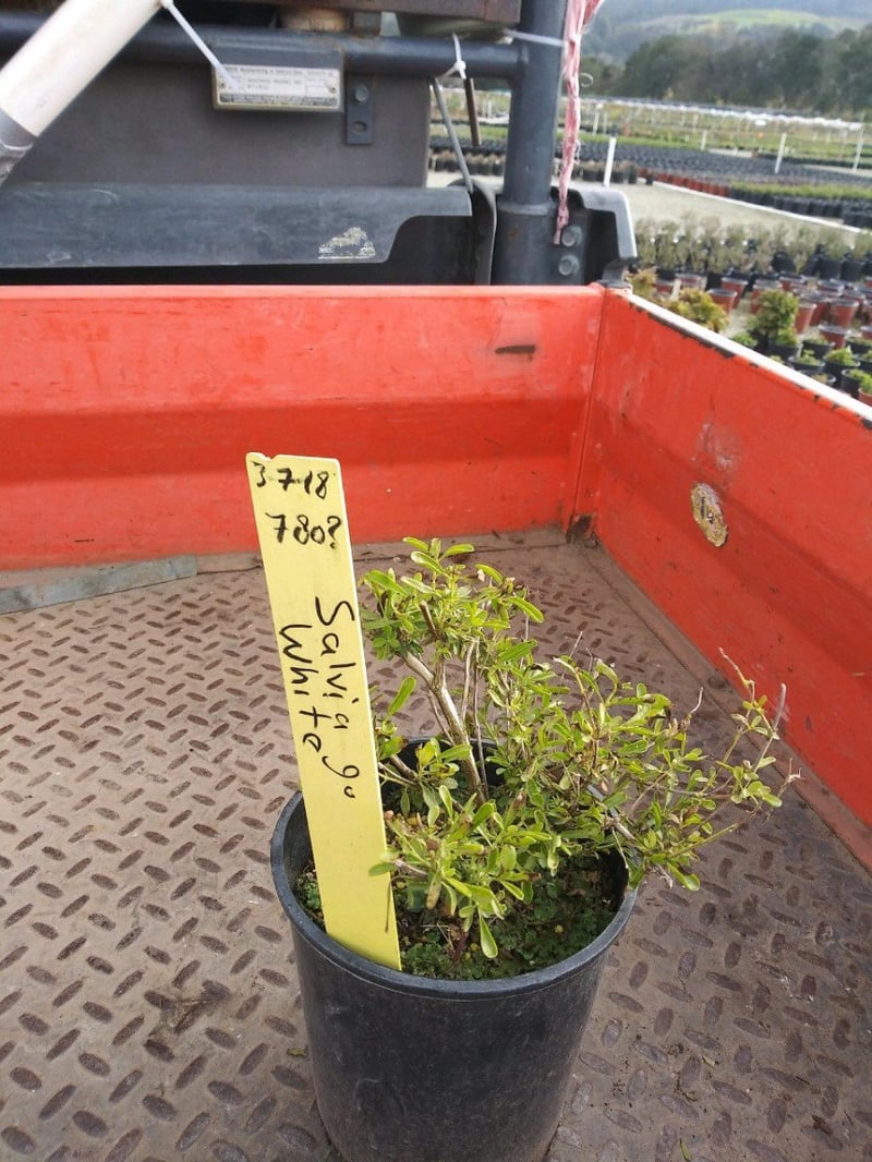 Photo for Salvia greggii 'Alba' (White Autumn Sage)