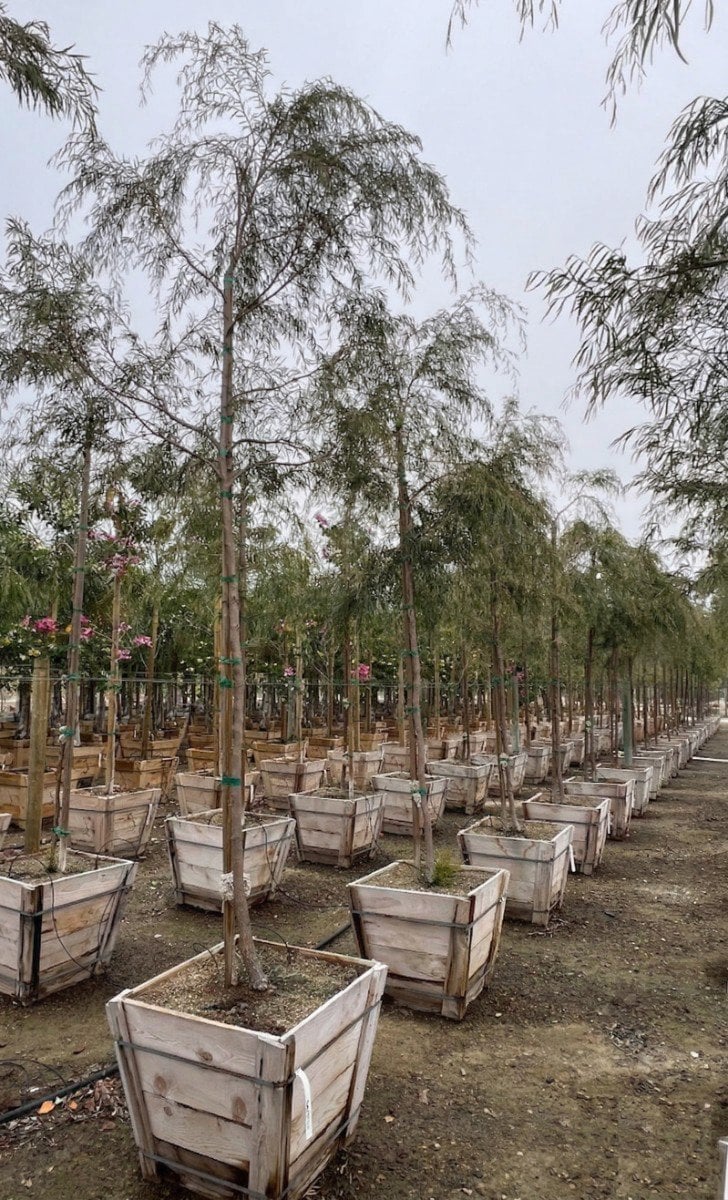 Photo for Agonis flexuosa (Peppermint Tree)