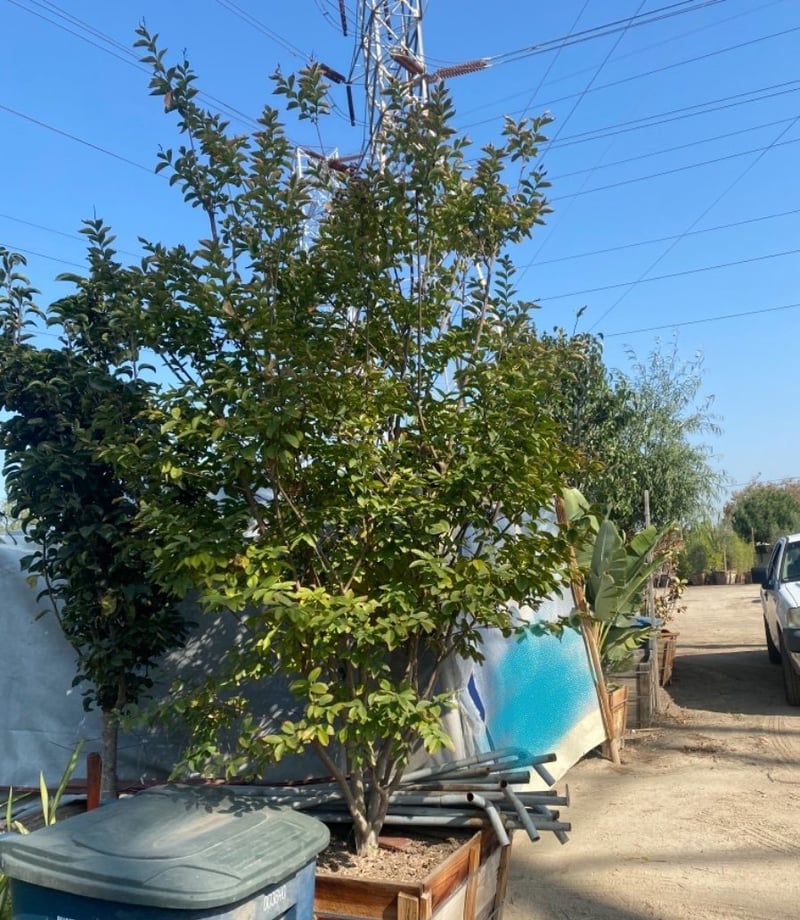 Photo for Lagerstroemia indica (Pink) (Multi) (Pink Crape Myrtle)
