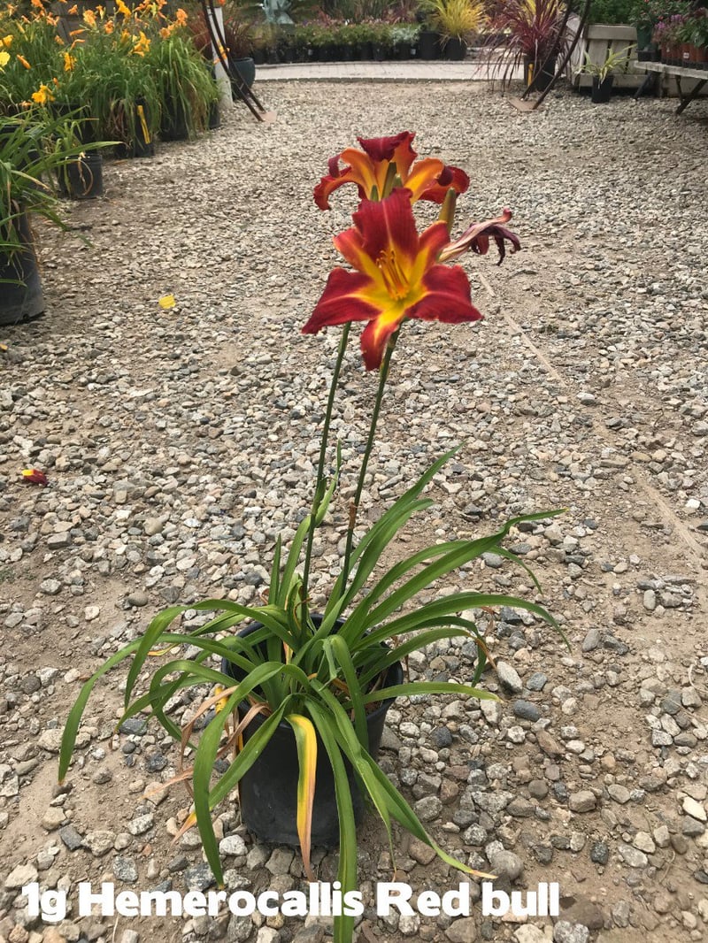 Photo for Hemerocallis 'Red' (Red Evergreen Daylily)