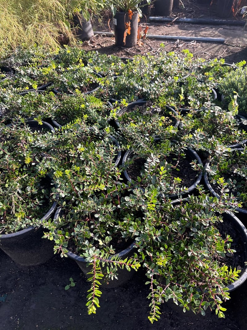 Photo for Arctostaphylos 'Emerald Carpet' ('Emerald Carpet' Manzanita)