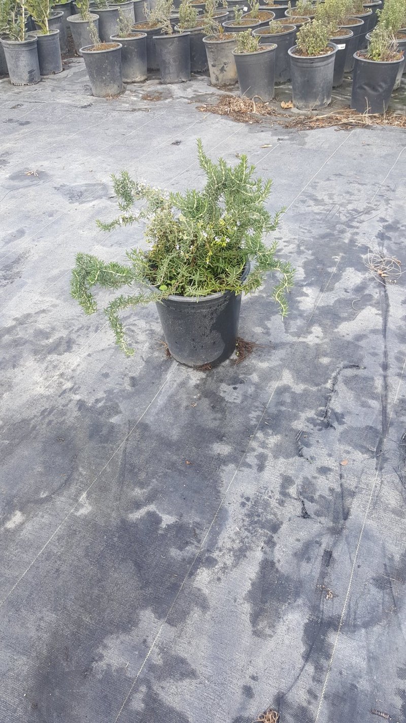 Photo for Rosmarinus officinalis 'Lockwood de Forest' (Lockwood de Forest Prostrate Rosemary)