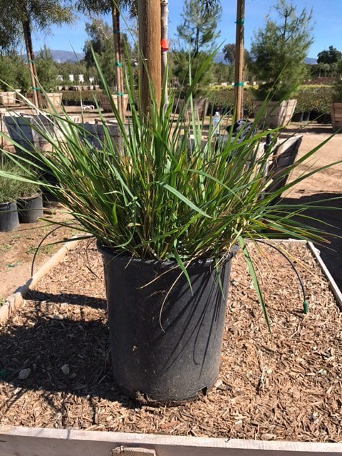 Photo for Calamagrostis × acutiflora 'Karl Foerster' (Karl Foerster Feather Reed Grass)