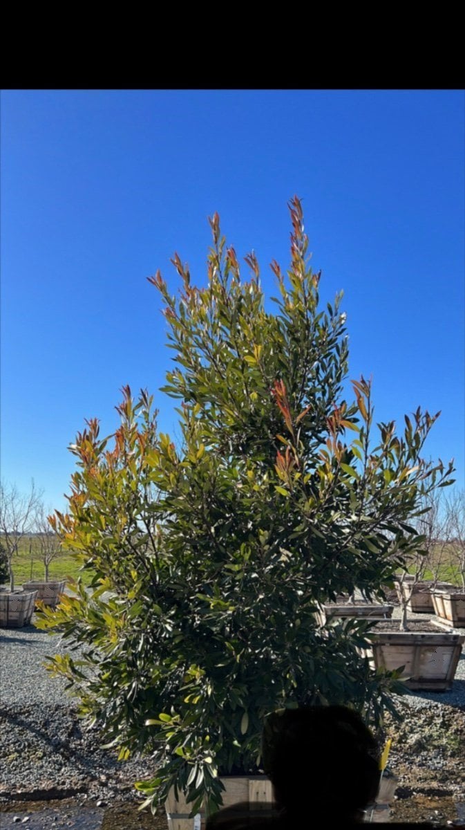 Photo for Tristania laurina (Multi) (Elegant Water Gum)