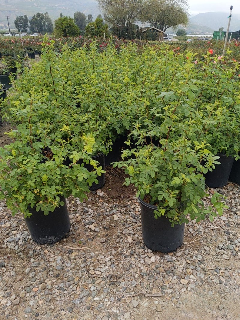 Photo for Rosa californica (California Wild Rose)
