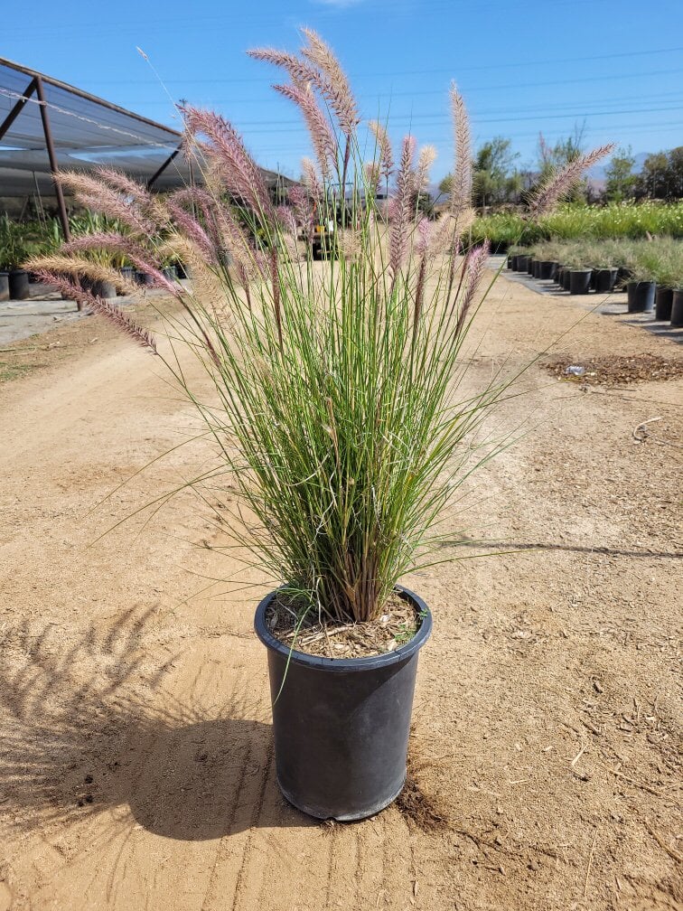 Photo for Pennisetum orientale (Chinese Fountain Grass)