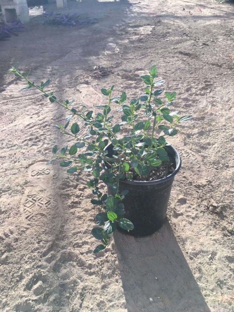 Photo for Ceanothus griseus horizontalis (Carmel Creeper, Wild Lilac)