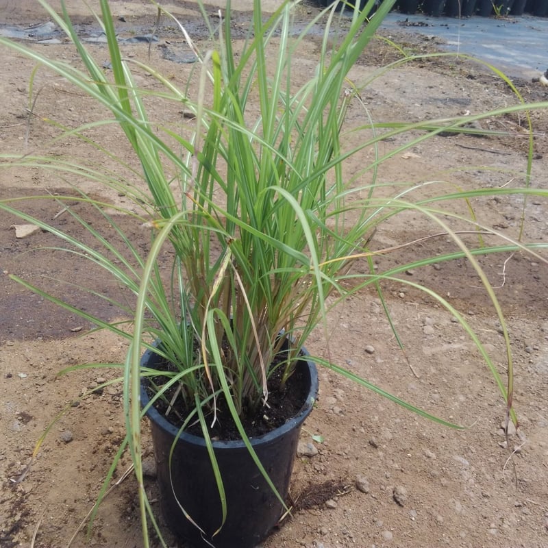 Photo for Miscanthus sinensis 'Adagio' (Adagio Maiden Grass)