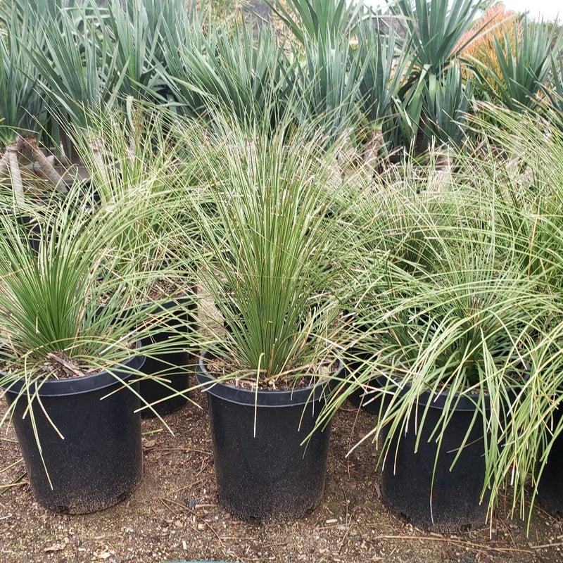Photo for Dasylirion longissimum (Mexican Grass Tree)