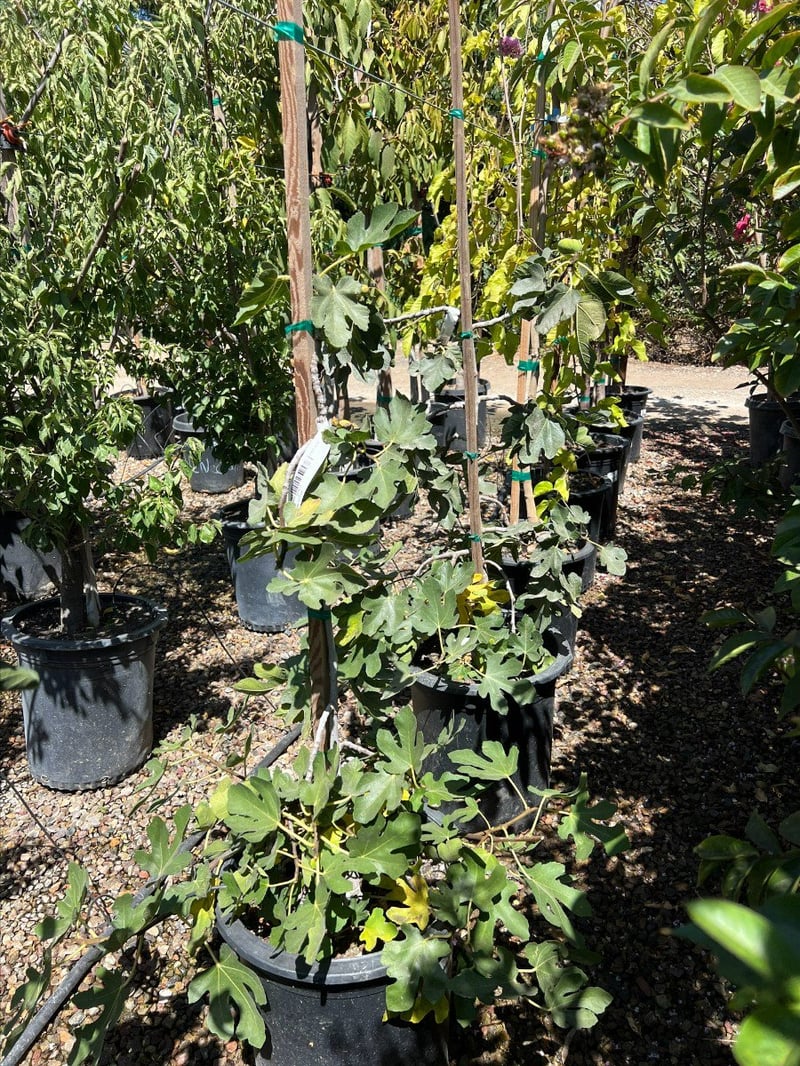 Photo for Ficus carica 'Brown Turkey' (Brown Turkey Fig)