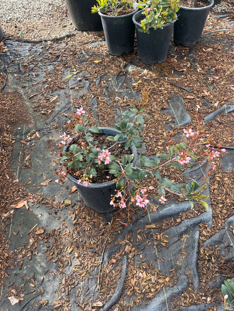 Photo for Rhaphiolepis indica 'Ballerina' (Ballerina Indian Hawthorn)