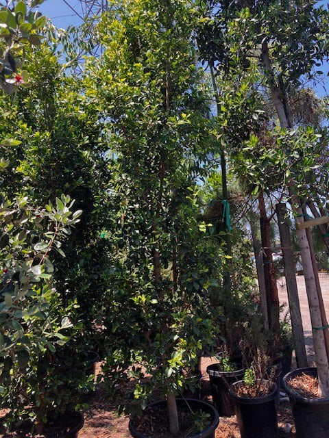 Photo for Ficus microcarpa nitida 'Green Gem' (Column) (Green Gem Fig)