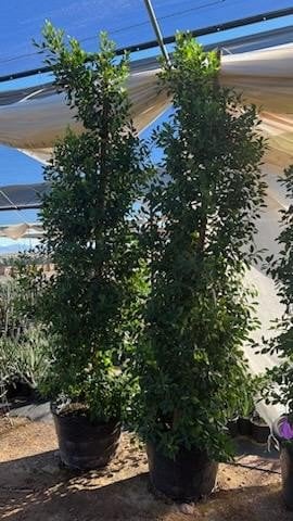 Photo for Ficus microcarpa nitida (Column) (Indian Laurel)