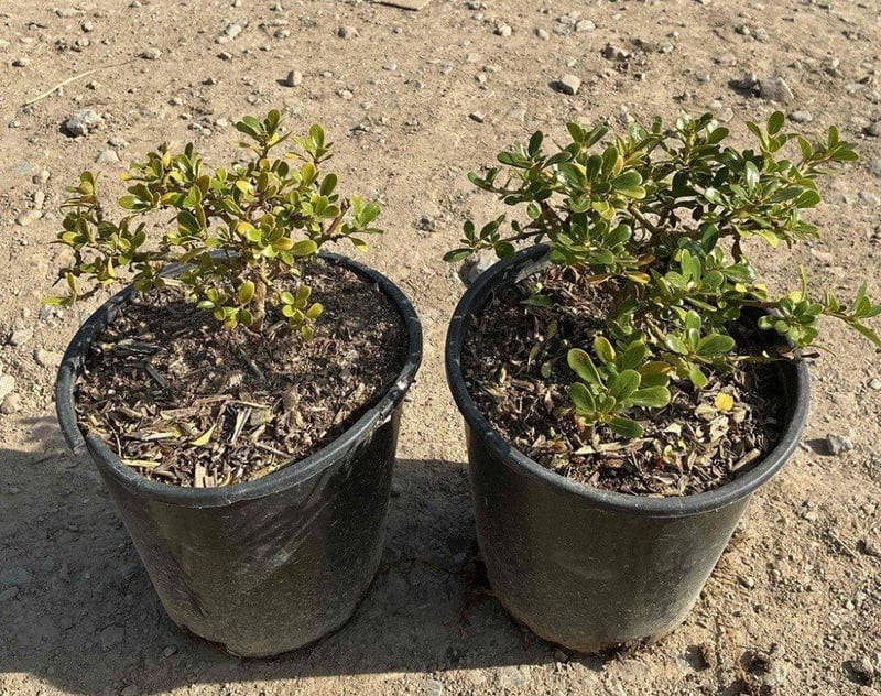 Photo for Coprosma petriei ('Prostrata') 'Verde Vista' (Creeping Coprosma)