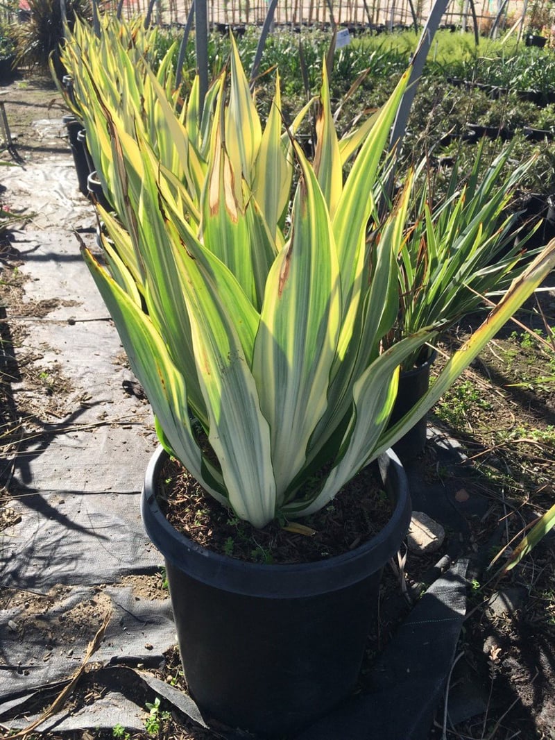 Photo for Furcraea foetida 'Mediopicta' (F. gigantea 'Striata') (Furcraea foetida 'Mediopicta')