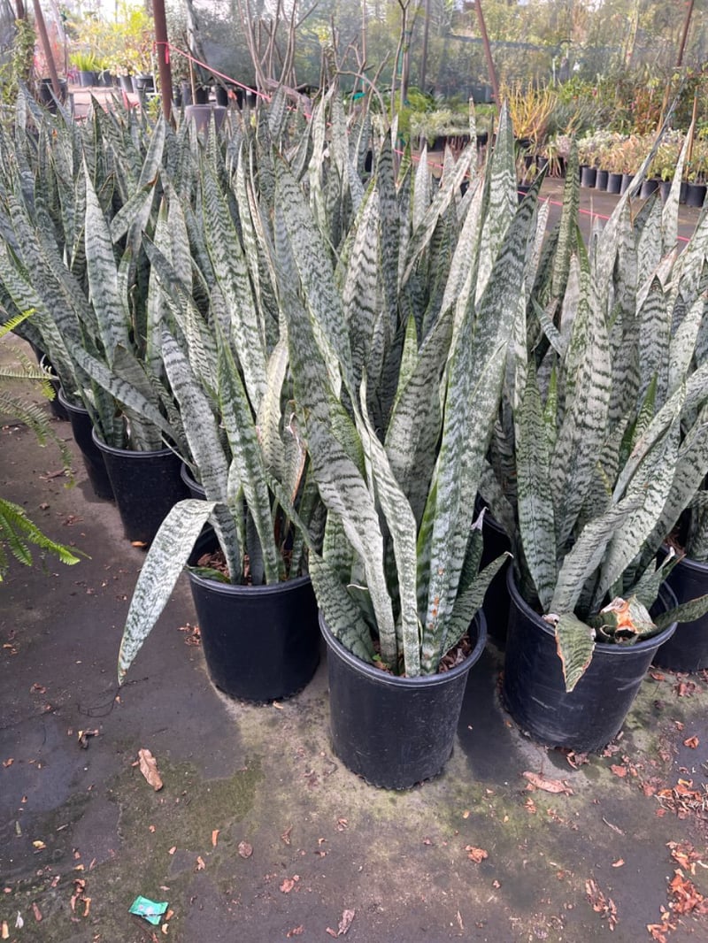 Photo for Sansevieria trifasciata (Snake Plant, Mother-in-Law's Tongue)