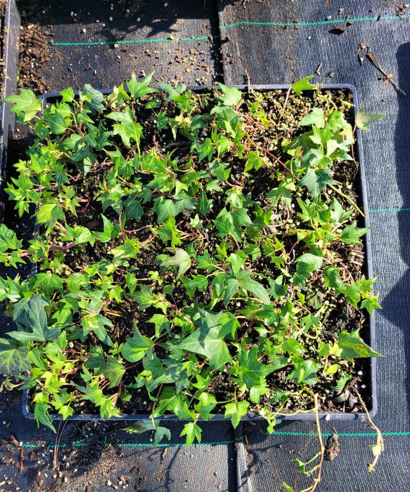 Photo for Hedera helix 'Needlepoint' (English Ivy)