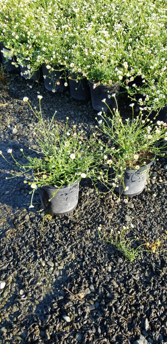 Photo for Erigeron karvinkianus (Santa Barbara Daisy)