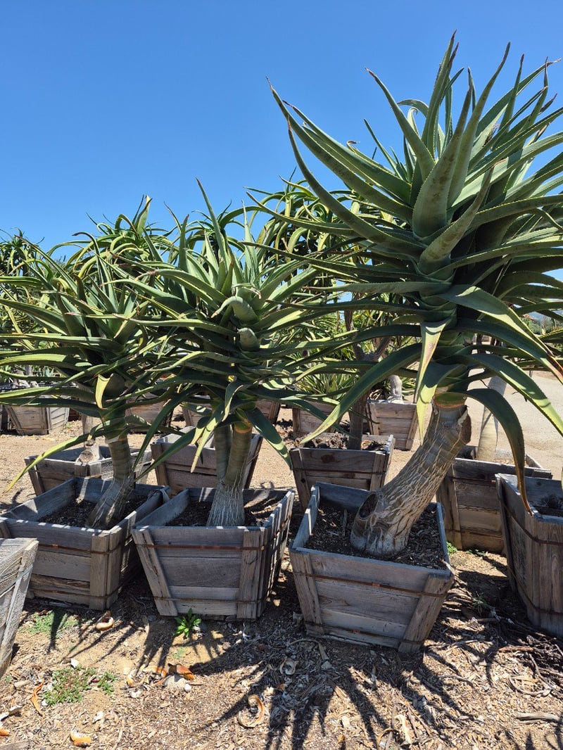 Photo for Aloe 'Hercules' (Standard) (Hercules Aloe)