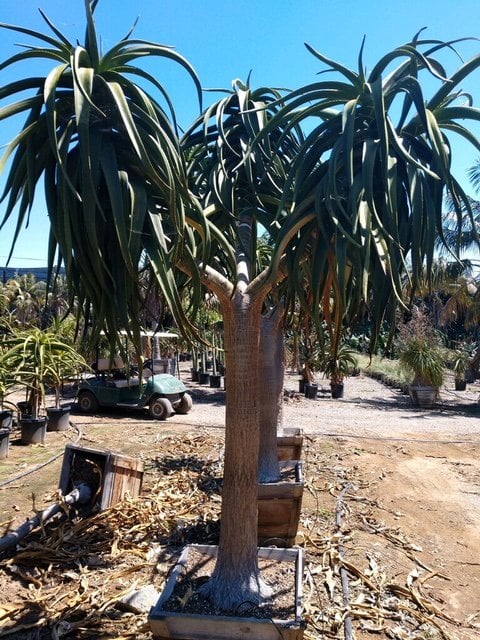 Photo for Aloe barberae (A. bainesii) (Tree Aloe)