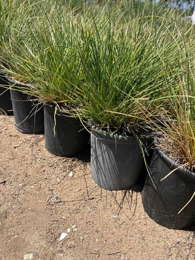 Photo for Festuca mairei (Atlas Fescue)