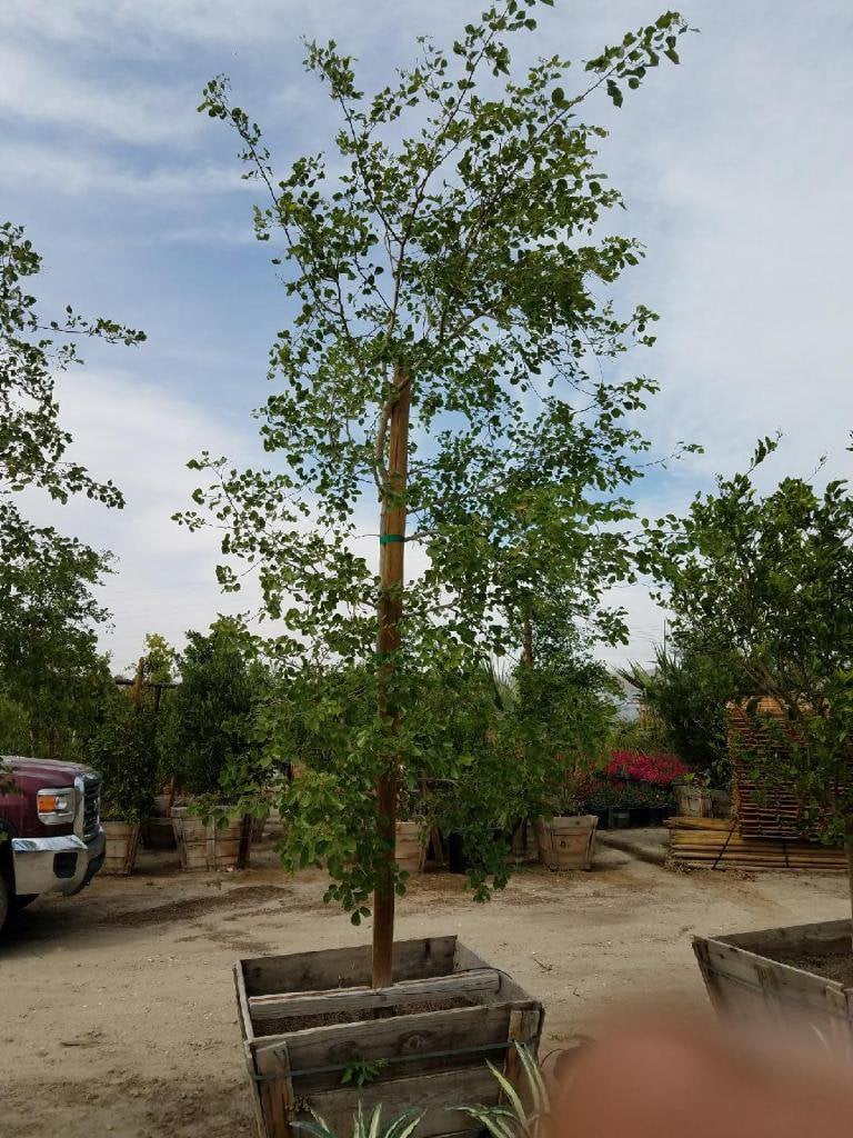 Photo for Dalbergia sissoo (North Indian Rosewood)