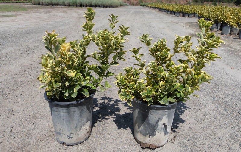 Photo for Euonymus japonicus 'Aureo-marginatus' (Golden Euonymus)