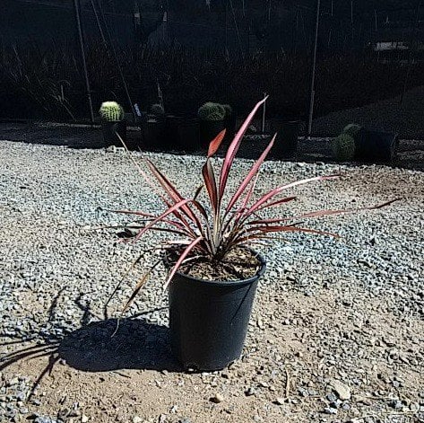 Photo for Phormium 'Maori Maiden' ('Rainbow Maiden') (Rainbow Queen New Zealand Flax)