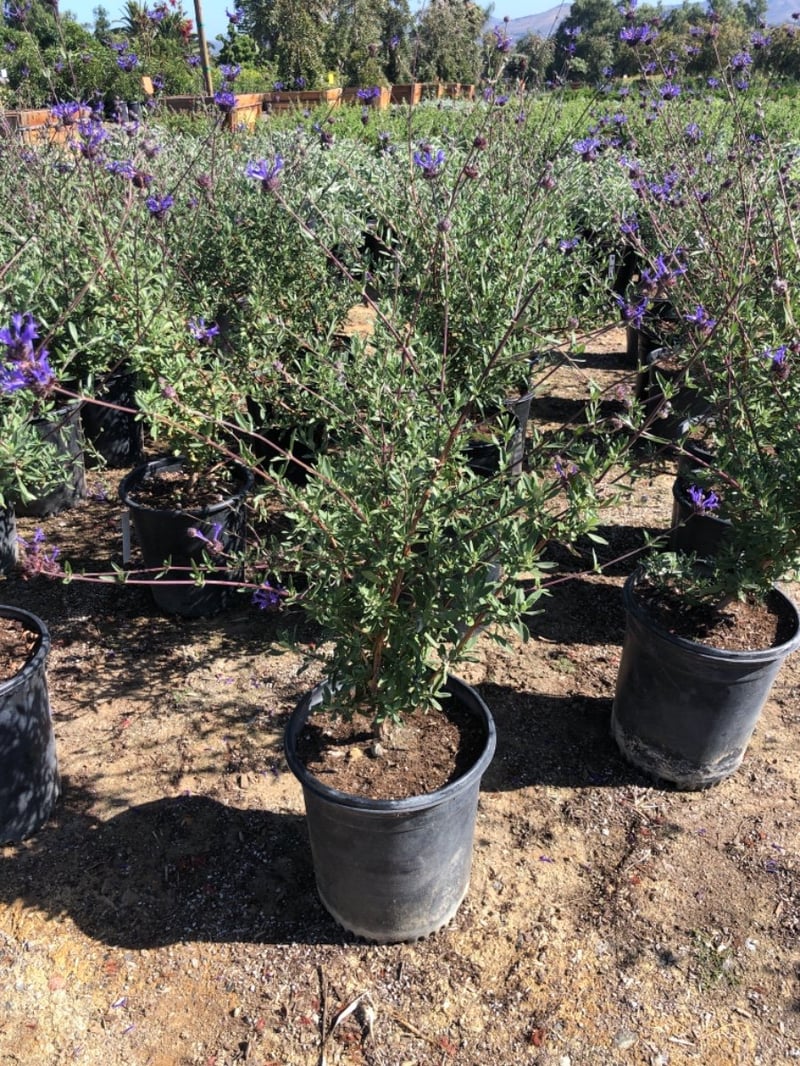 Photo for Salvia clevelandii 'Winnifred Gilman' (Sage 'Winnifred Gillman')