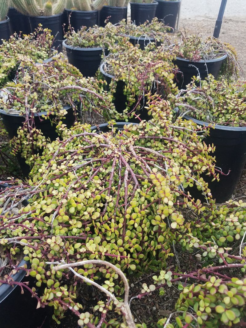 Photo for Portulacaria afra 'Prostrate Form' (Dwarf Elephant Food)