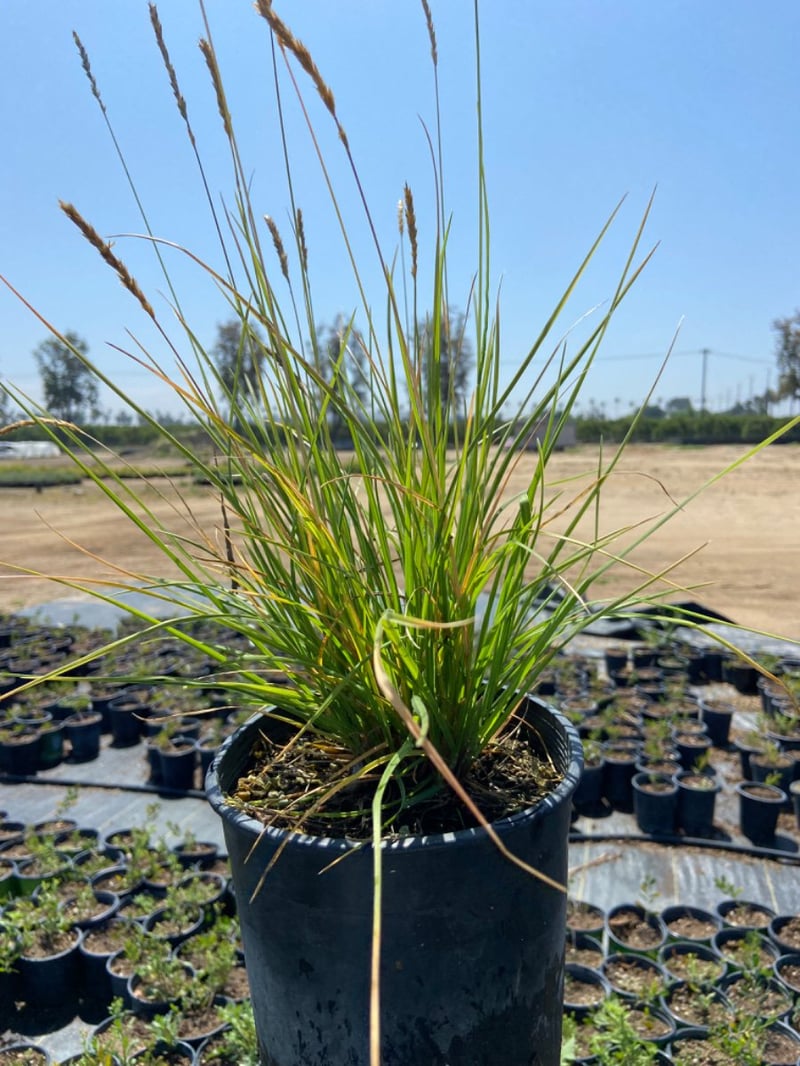 Photo for Sesleria caerulea (Blue Moor Grass)
