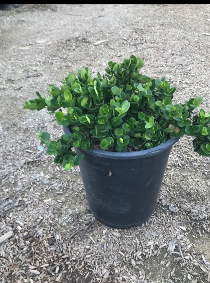Photo for Carissa macrocarpa 'Boxwood Beauty' (Boxwood Beauty Natal Plum)
