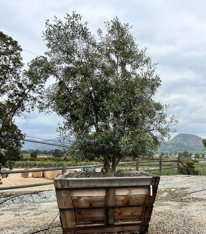 Photo for Olea europaea 'Swan Hill' (Multi) (Swan Hill Fruitless Olive)