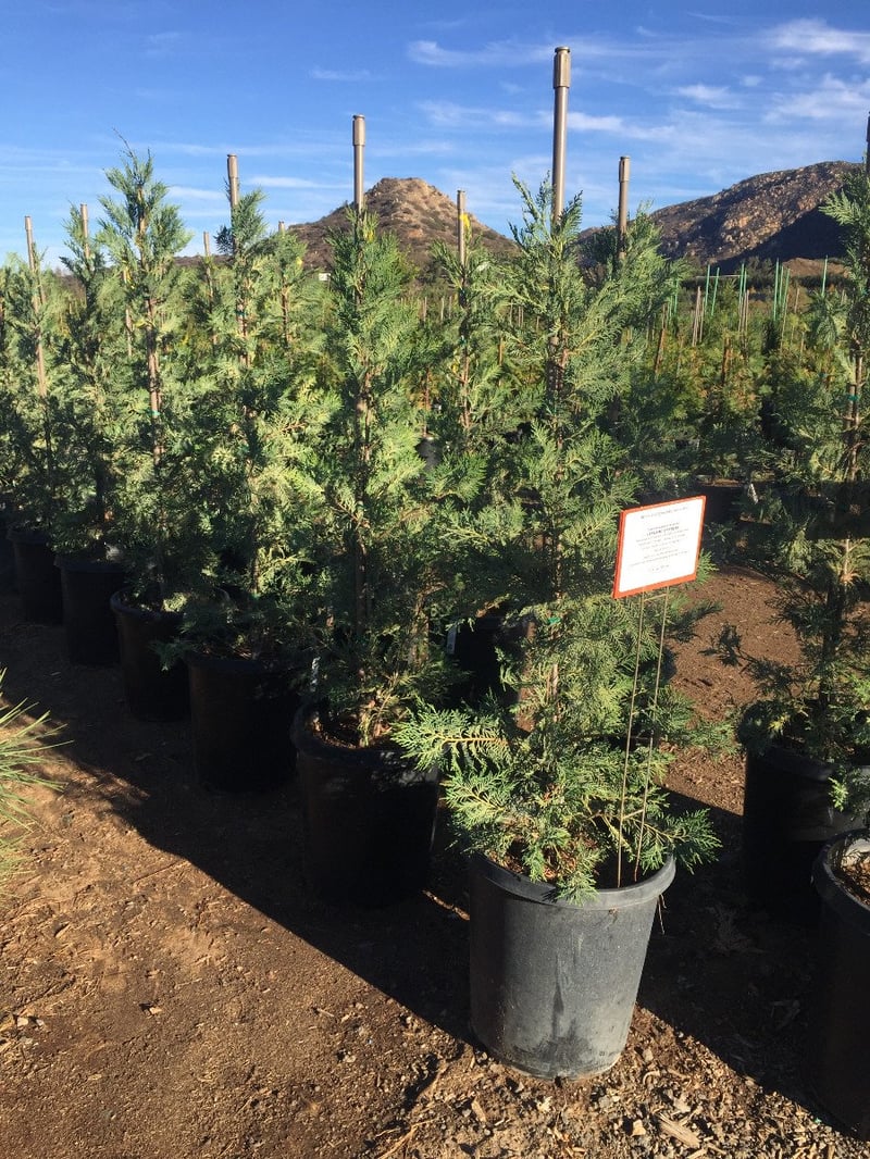 Photo for Cupressus × leylandii (Leylandi Cypress)