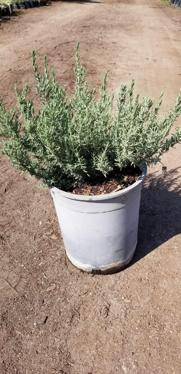 Photo for Lavandula stoechas (Spanish Lavender)