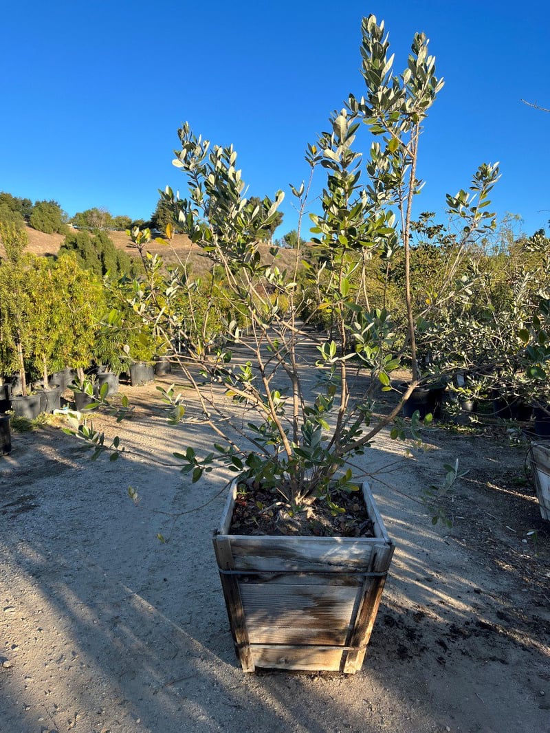 Photo for Acca sellowiana (Feijoa sellowiana) (Pineapple Guava)