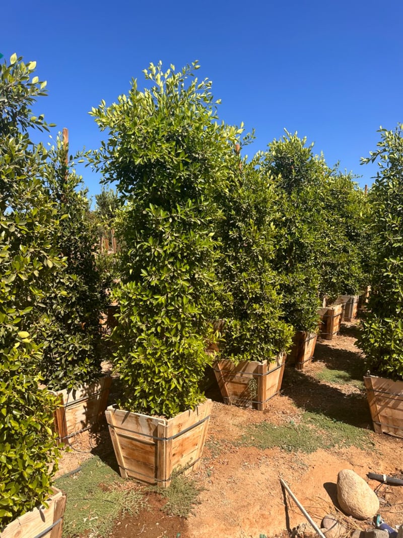 Photo for Ficus microcarpa nitida (Column) (Indian Laurel)