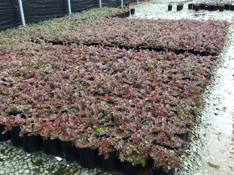 Photo for Arctostaphylos uva ursi 'Point Reyes' (Point Reyes Manzanita )