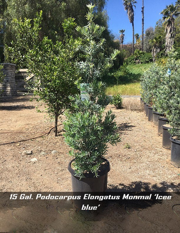 Photo for Podocarpus elongatus ‘Icee Blue' (Icee Blue Fern Pine)