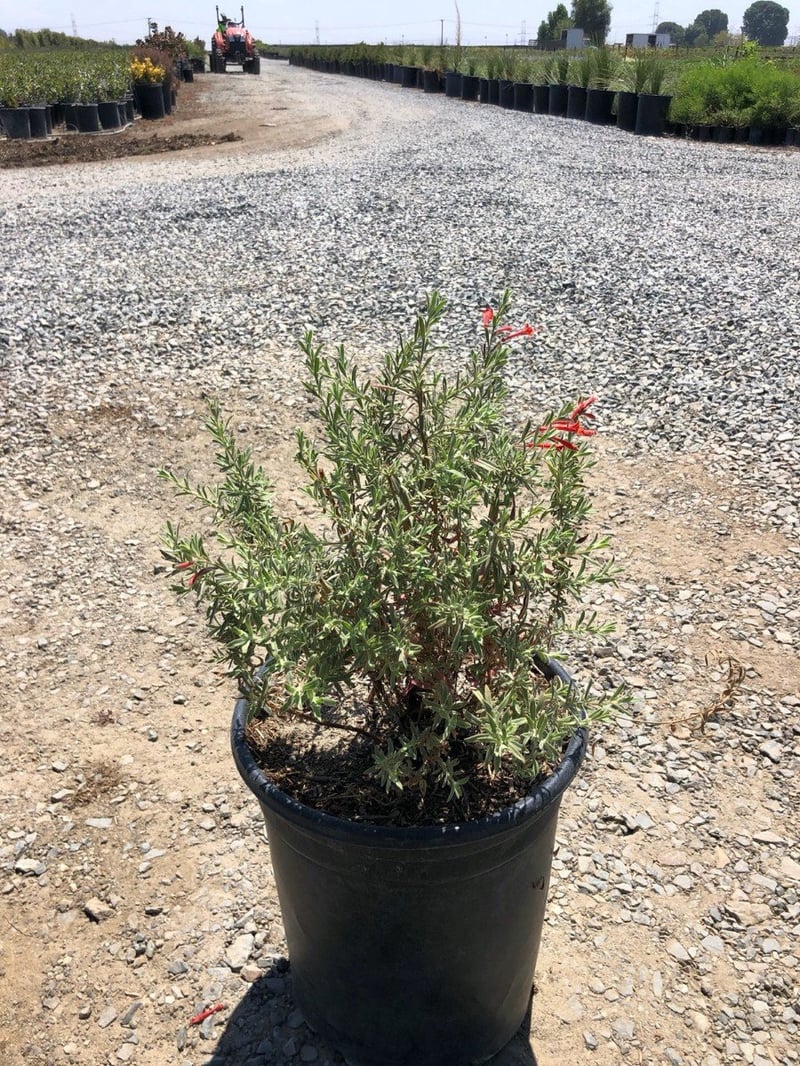Photo for Epilobium canum (California fuscia)