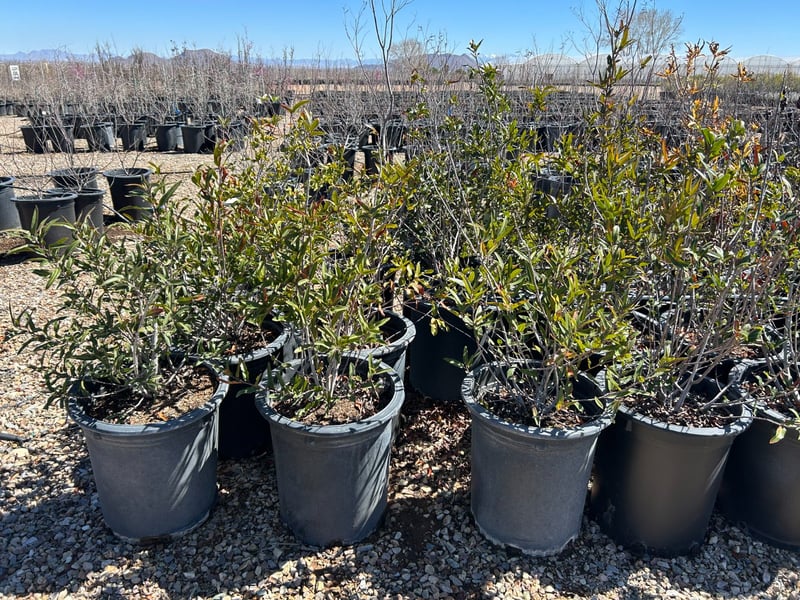 Photo for Vauquelinia californica (Arizona Rosewood)