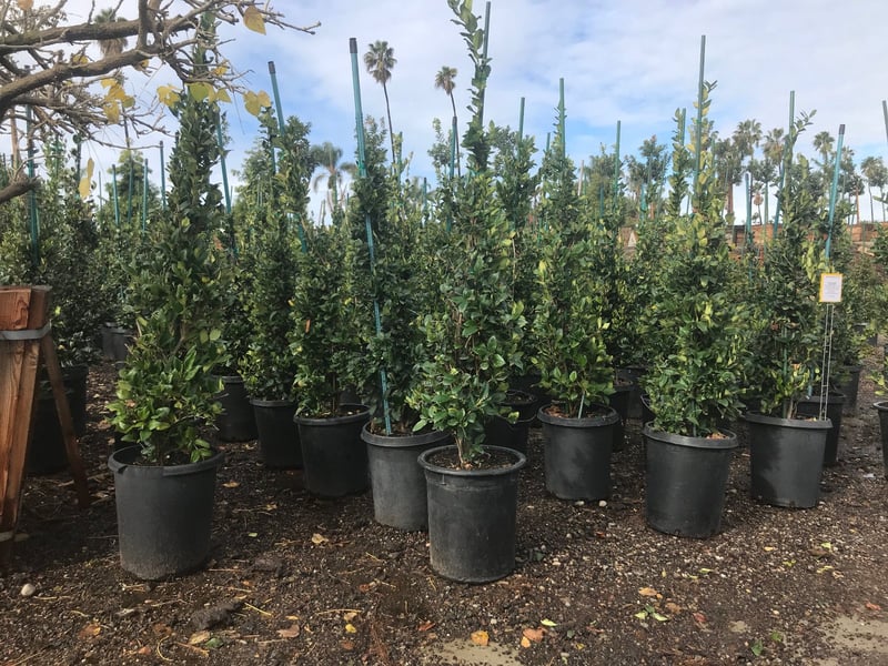 Photo for Ligustrum japonicum 'Texanum' (Column) (Waxleaf Privet)
